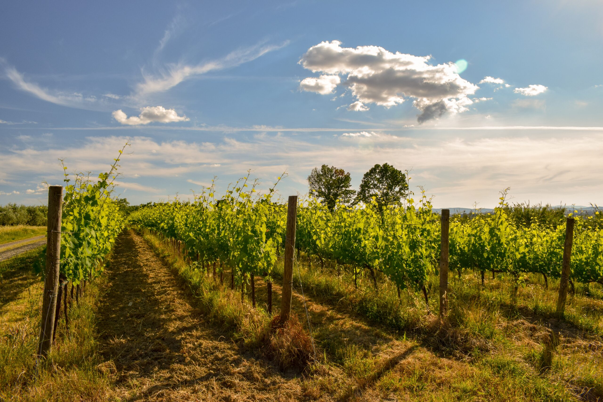 Beautiful shot of a vineyard with a blue cloudy sky vigna