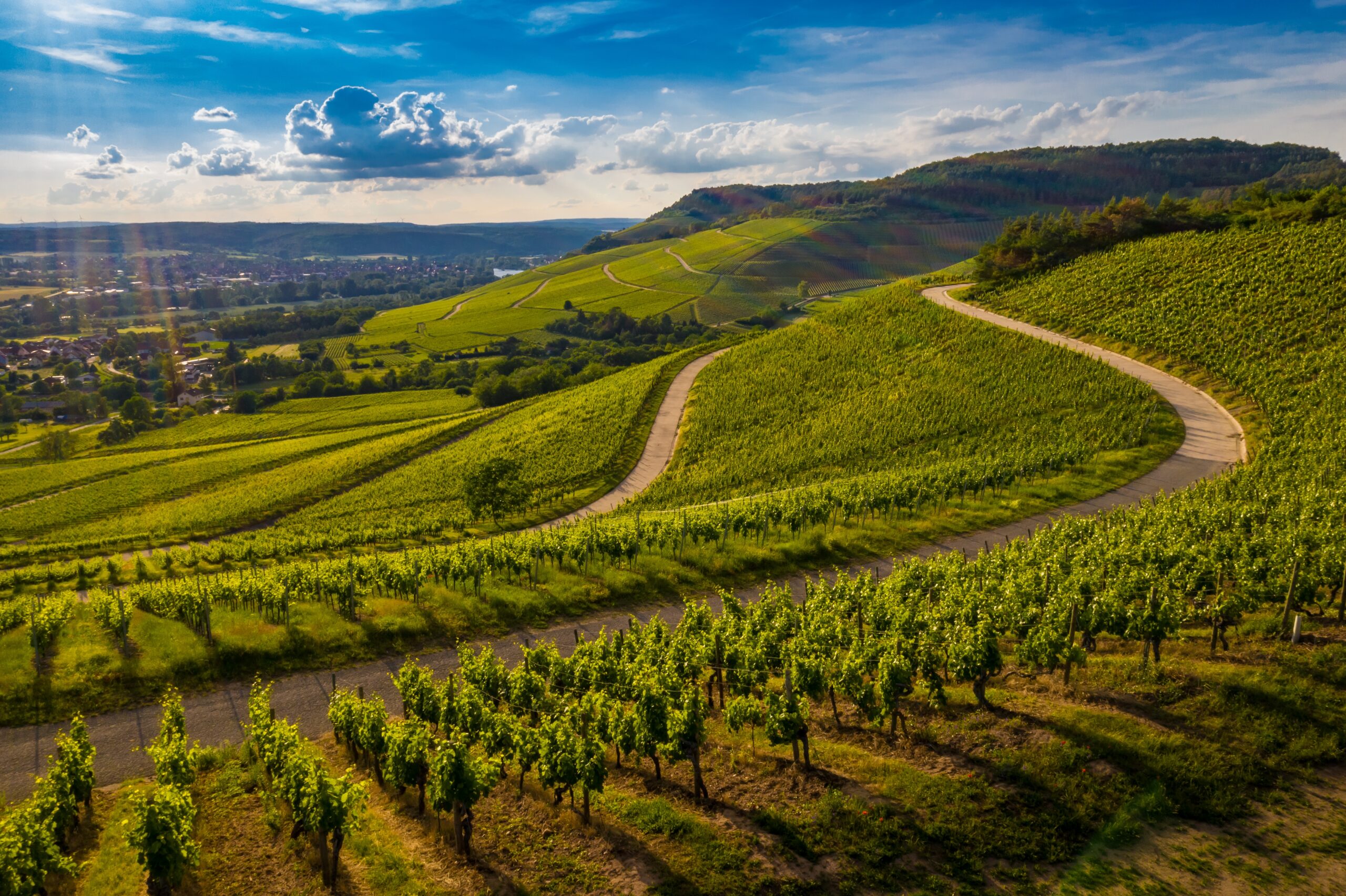 Beautiful view of a vineyard in the green hills at sunset vigna