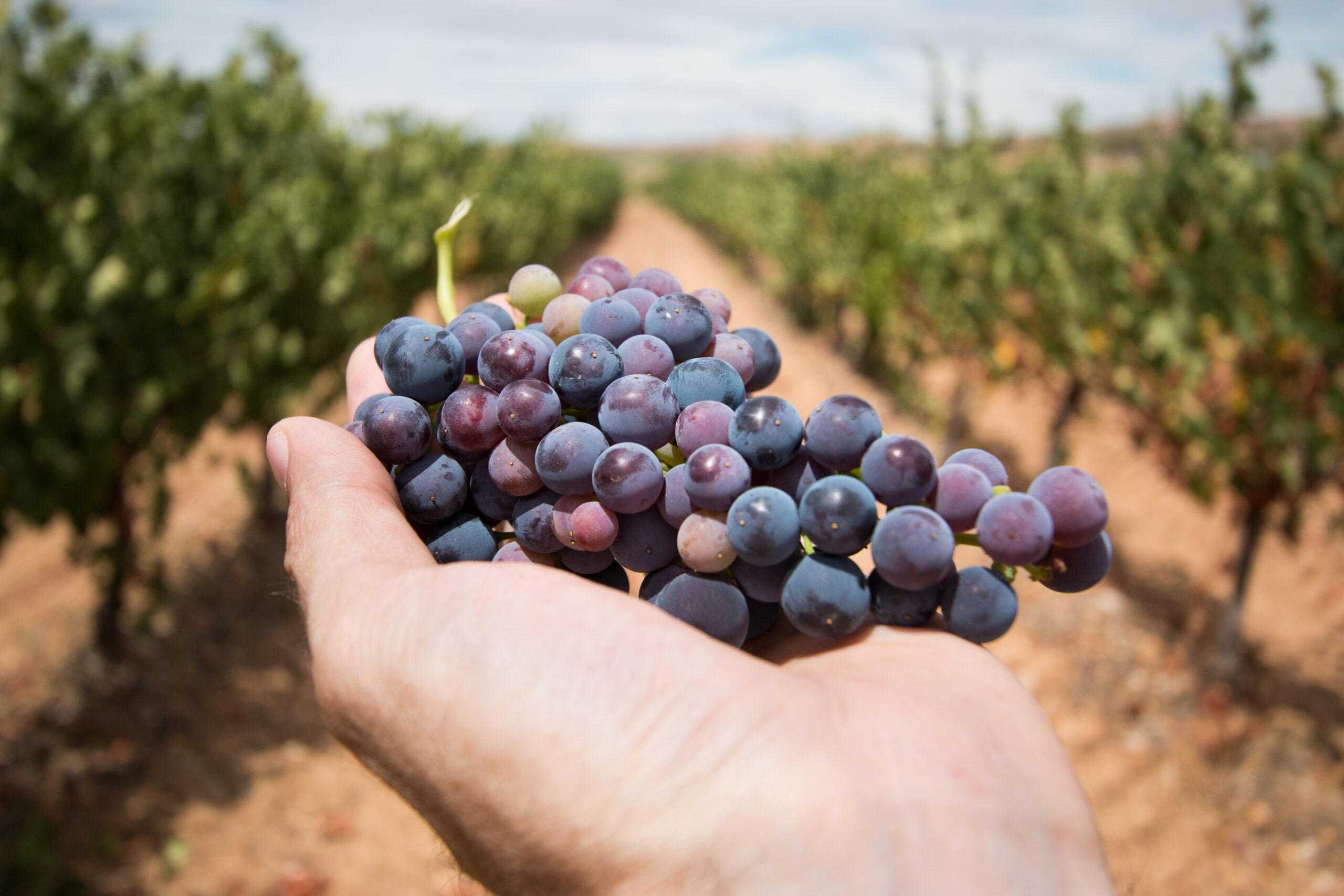 a man’s hand holds a bunch of grapes in a vineyard uva